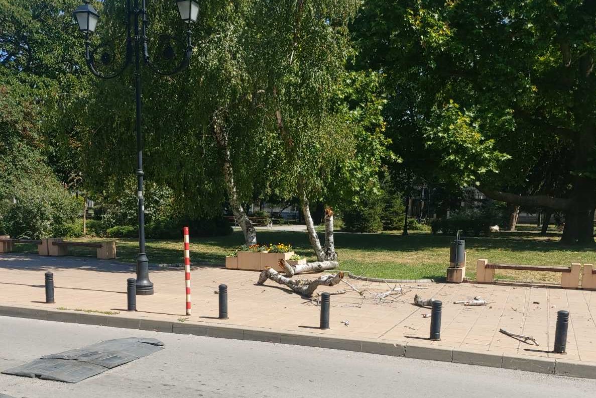 Дърво се прекърши и едва не удари седящи на пейка хора в градинката пред гимназия "Христо Ботев"